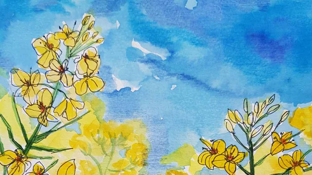 What's the deal with rapeseed/canola oil?